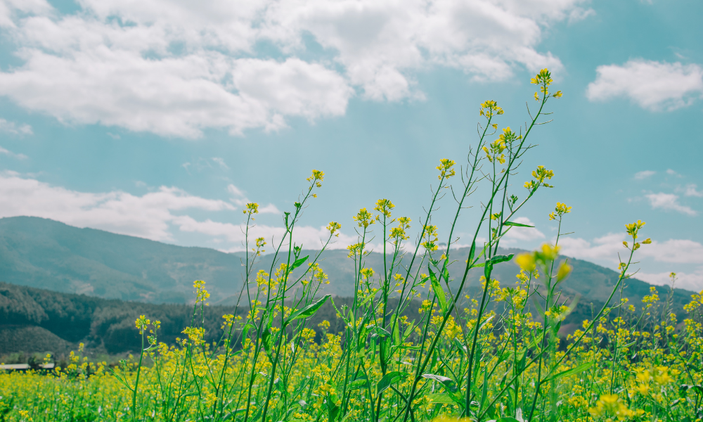 Earth-Day-Blog-68658c883f26f