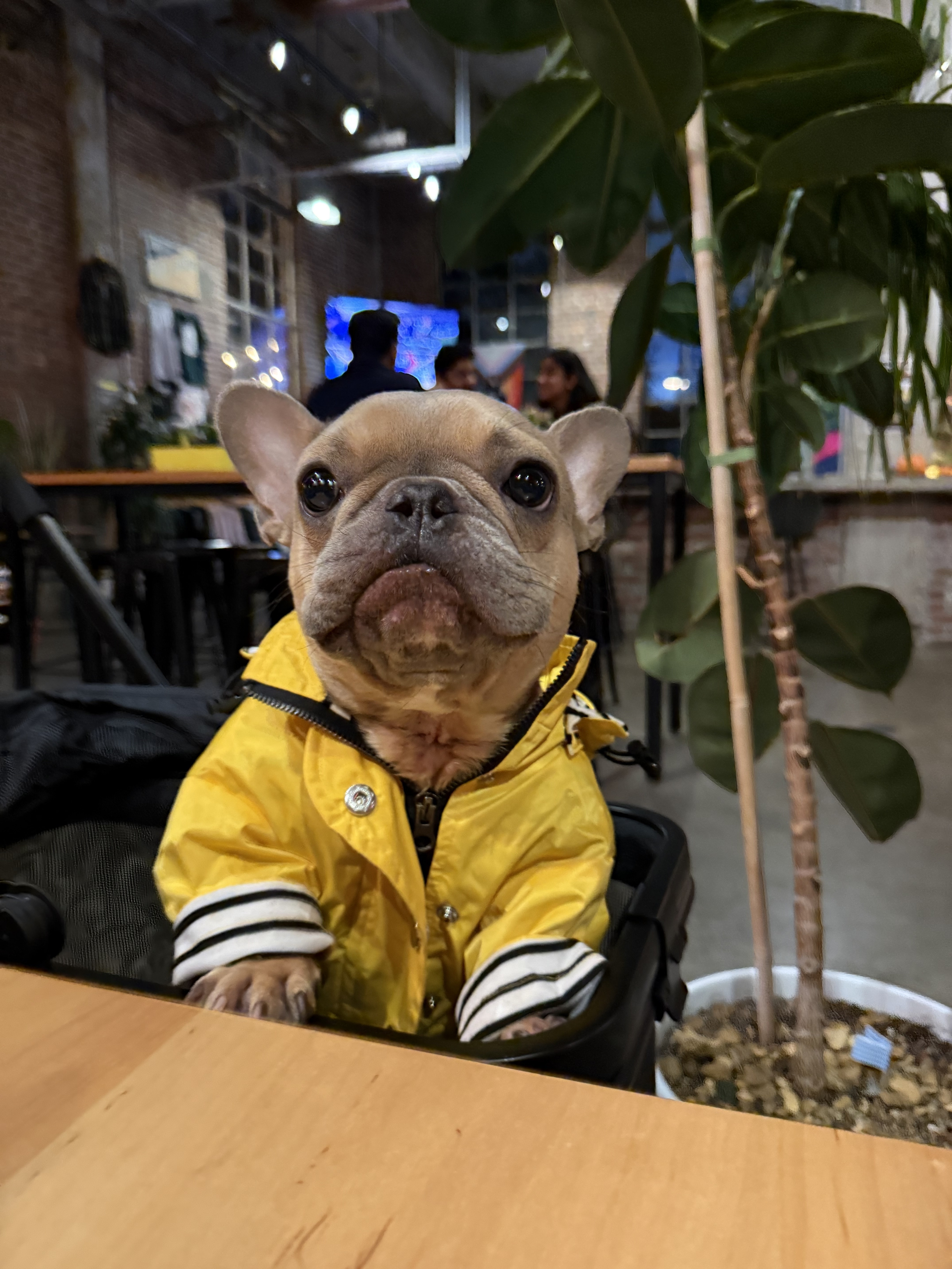 Good Boy Emmet 1