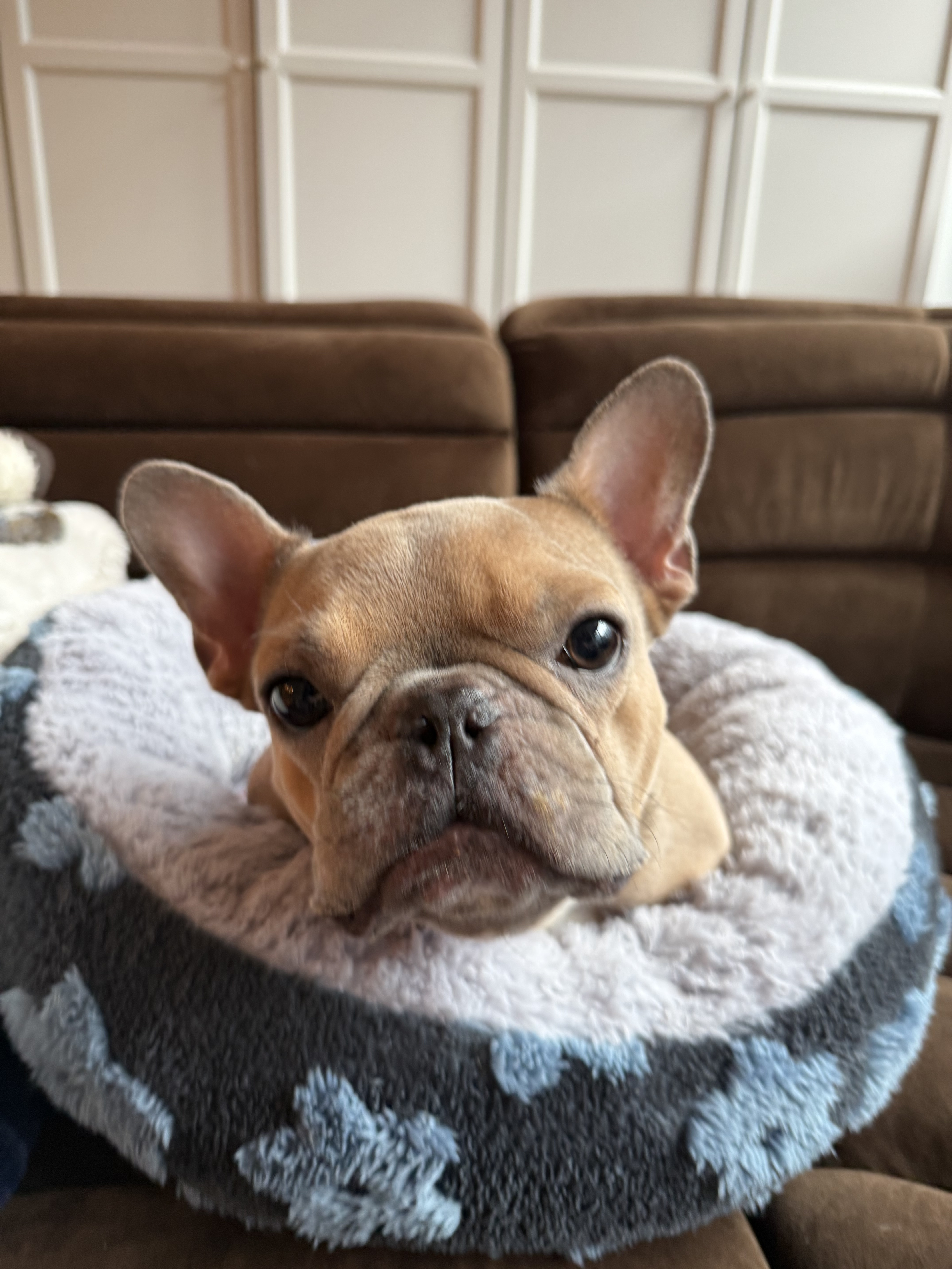Good Boy Emmet 4